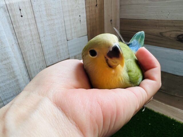 コザクラインコ（小桜インコ）