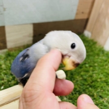 本店限定☆ベタ馴れ候補‼️馴れコザフェア！！