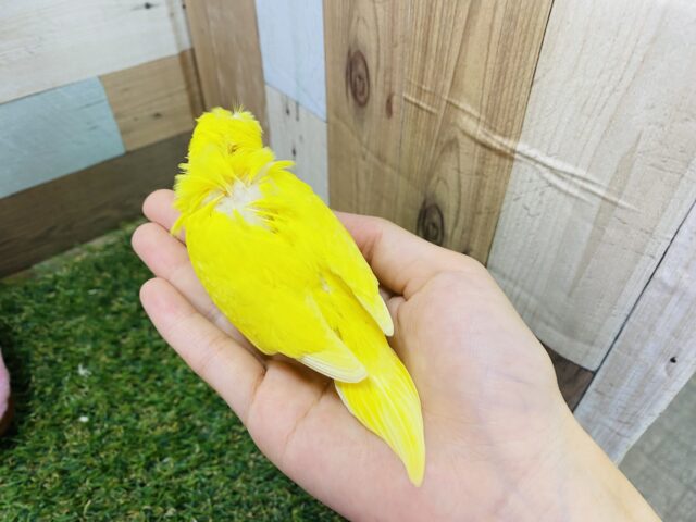 セキセイインコ