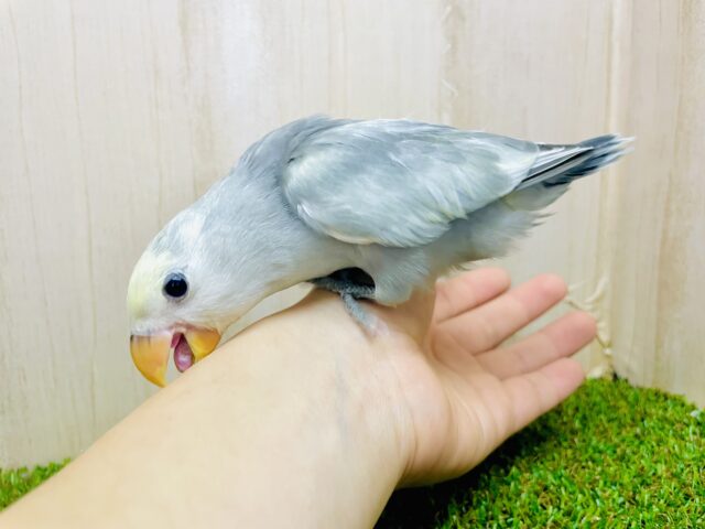 最新画像になりますよ⭐️優しさと可愛さの詰め込まれたコザたんだよ❣️ コザクラインコ　モーブパイド