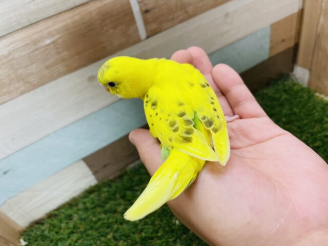 セキセイインコ