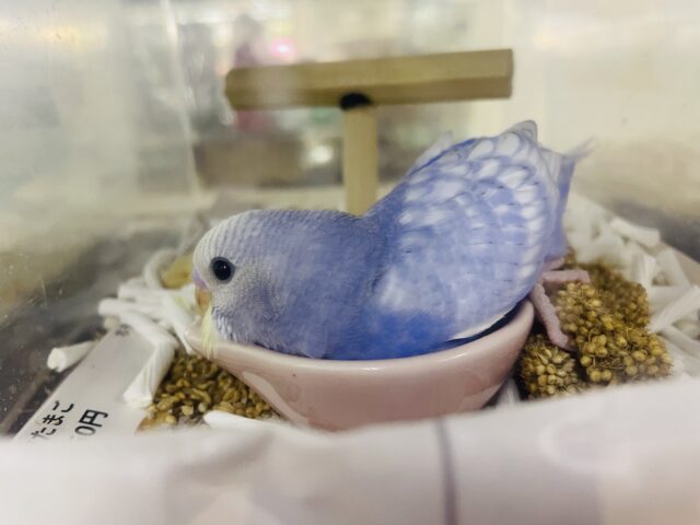 セキセイインコ