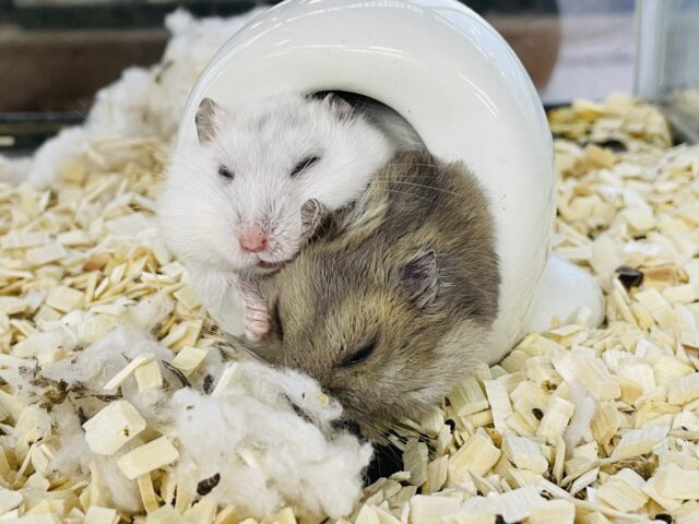 夏だ‼️マルっと可愛いハムスターフェア‼️