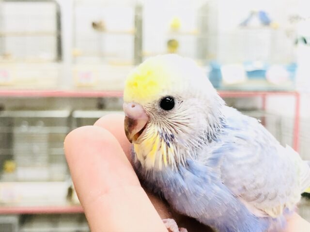 セキセイインコ