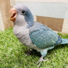 最新画像あります☆まん丸なお目目がキュートなオキナインコ☆ブルーカラーがやって来ました！