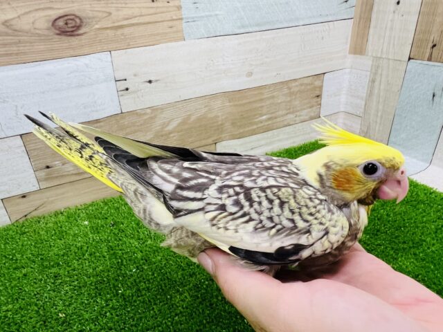 オカメインコ