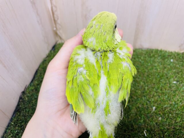 オキナインコ