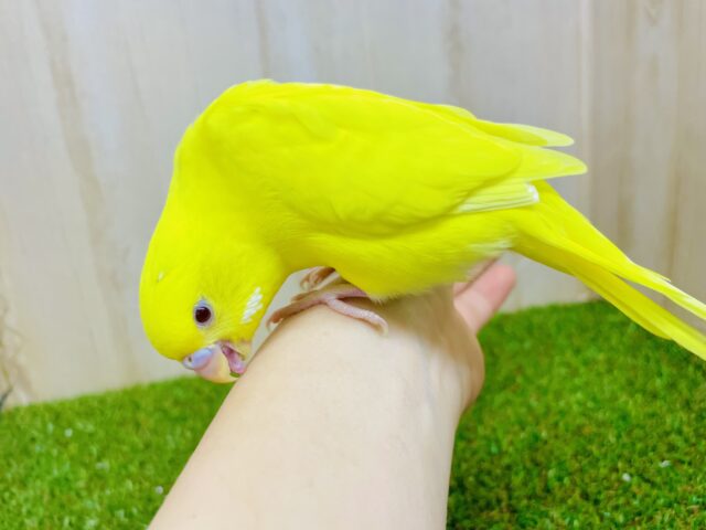 さし餌2回❣️最新画像になりますよ⭐️明るい表情でみんなをハッピーに🍀　セキセイインコ　ルチノー