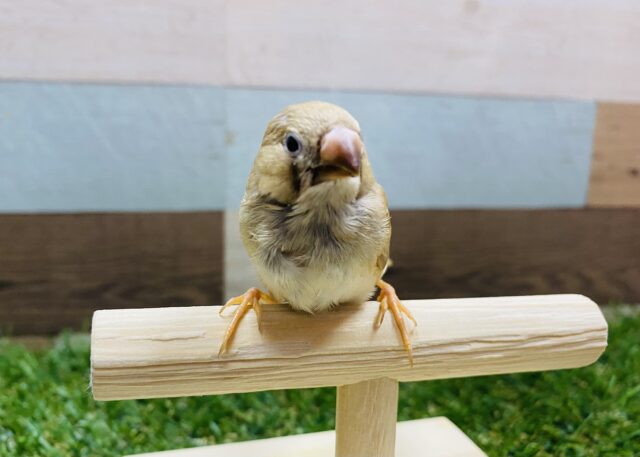 最新画像有り☆大人気カラーです！淡さが素敵なキンカ鳥シナモン♪