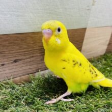 最新画像あります☆クリっとした目が可愛らしい！！セキセイインコのハルクイン！