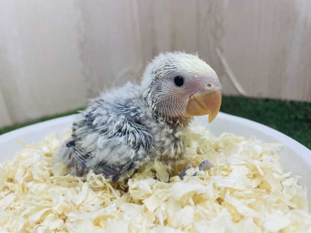 コザクラインコ（小桜インコ）