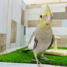 甘え上手です〜♡オカメインコシナモン☆