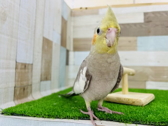 甘え上手です〜♡オカメインコシナモン☆