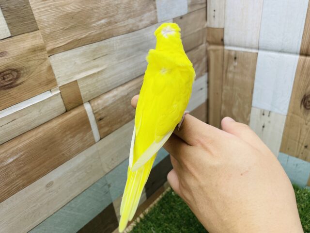 セキセイインコ