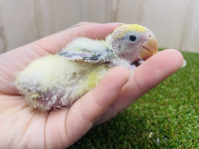 コザクラインコ（小桜インコ）