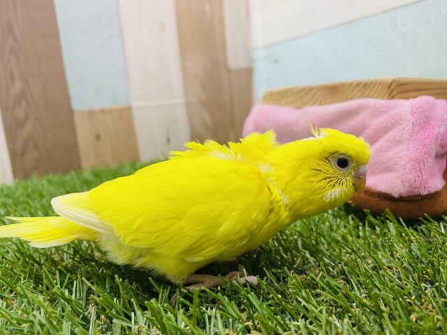 セキセイインコ