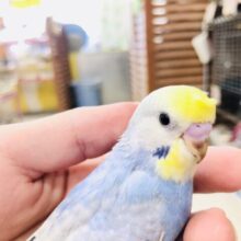 レインボー系カラー？　セキセイインコ　Ｒ５　７／１２撮影