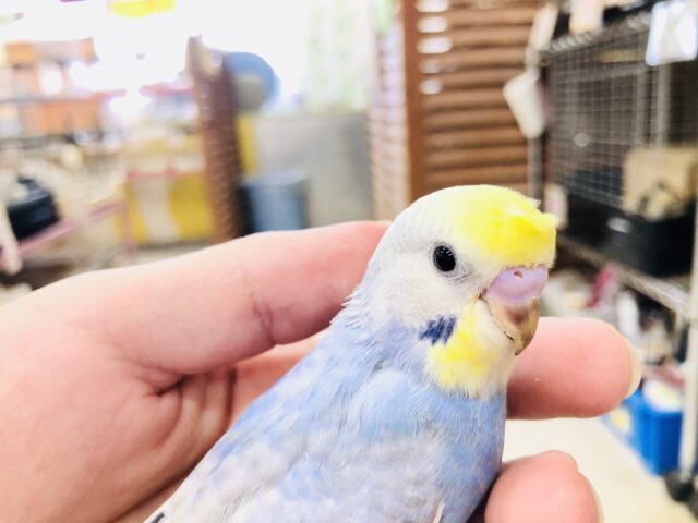 レインボー系カラー？　セキセイインコ　Ｒ５　７／１２撮影