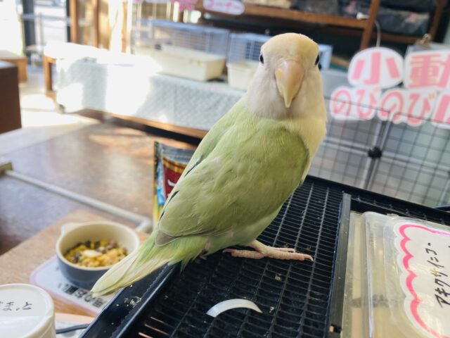 コザクラインコ（小桜インコ）