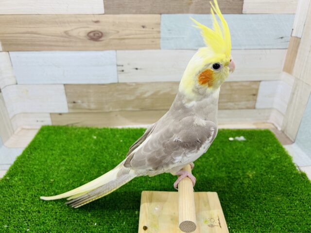 オカメインコ