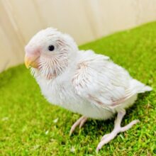 ワクワク❣️ポン❗️ポン❗️飛び出すよー☁️ セキセイインコ　ダブルファクター