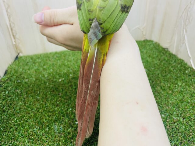 ホオミドリウロコインコ