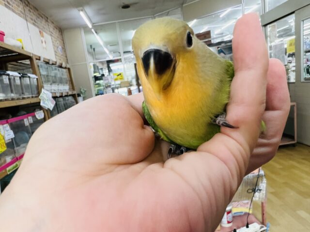 コザクラインコ（小桜インコ）