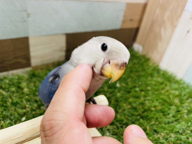 ベタ馴れ候補筆頭！カキカキ大好き♡コザクラインコのバイオレット！