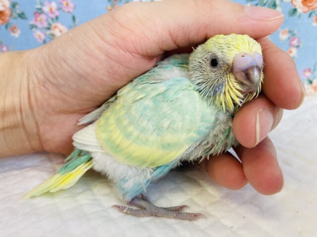 セキセイインコ