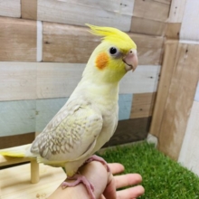 全体的に淡いカラーの仔です！オレンジほっぺの可愛らしいオカメインコ（シナモンパール）