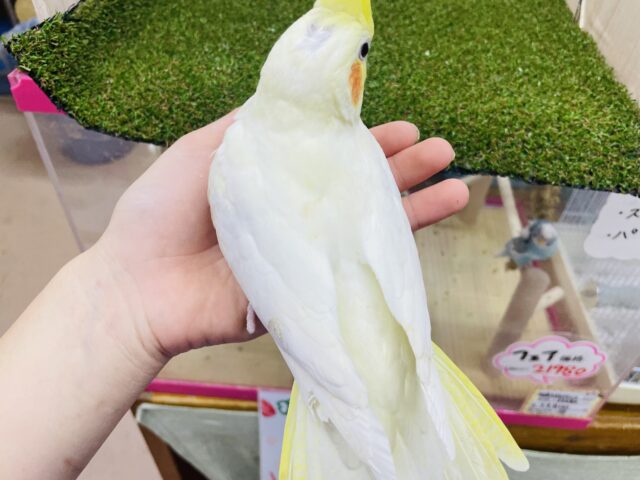 オカメインコ