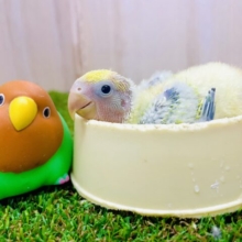 今日も一緒にコザたんと❣️真顔じゃないよ笑顔だよ❣️ コザクラインコ　オパーリンタイガー