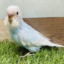 この時期にピッタリ！！爽やかなカラーのセキセイインコ（スパングル）☆