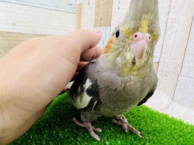 オカメインコ