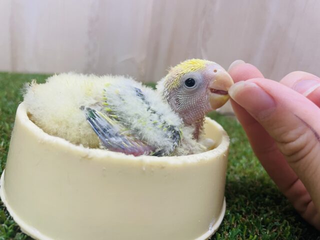 コザクラインコ（小桜インコ）