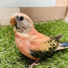 最新画像あります☆ふわふわまるまるボディーが可愛らしい！アキクサインコのローズ！