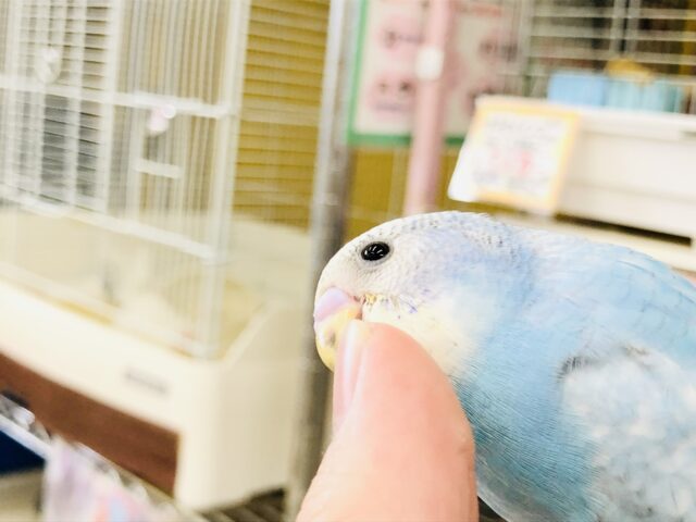 セキセイインコ