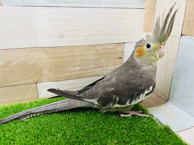 オカメインコ