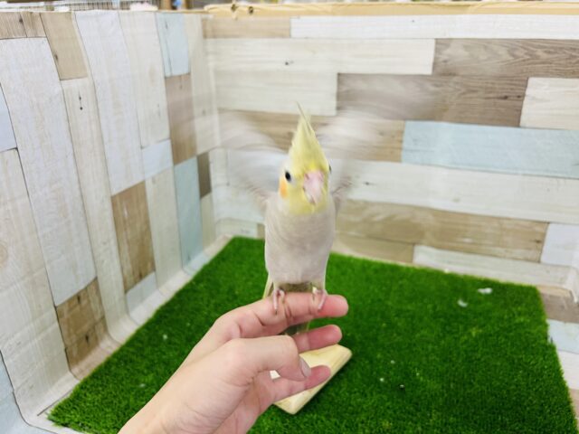 オカメインコ