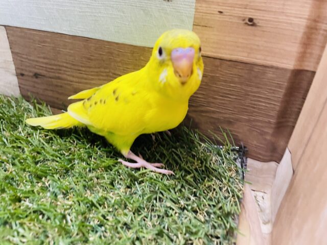 セキセイインコ