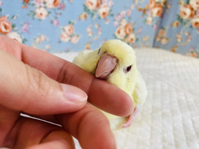 サザナミインコ