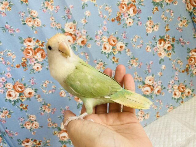 コザクラインコ（小桜インコ）