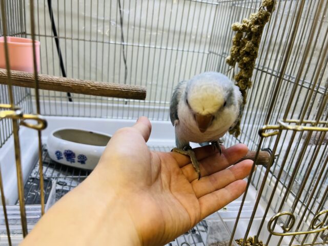 オキナインコ