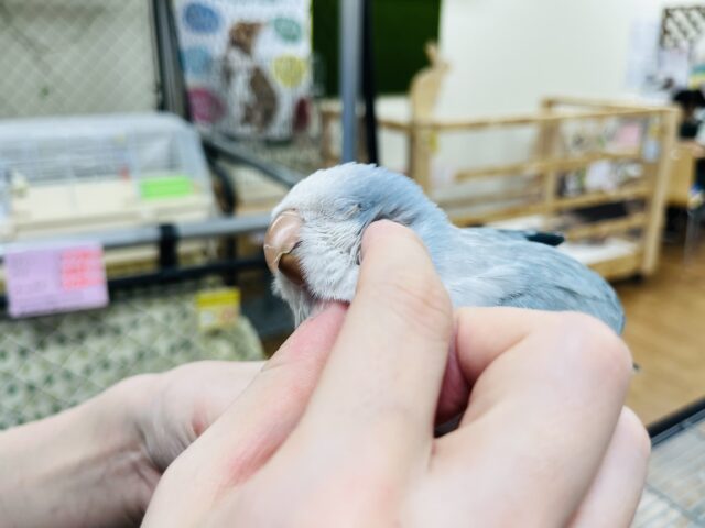 オキナインコ