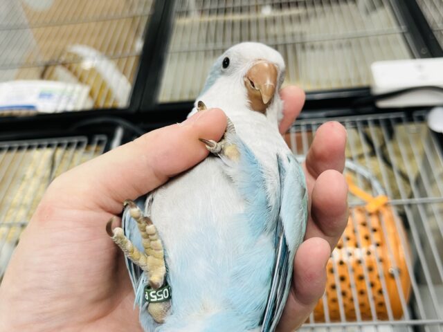 オキナインコ