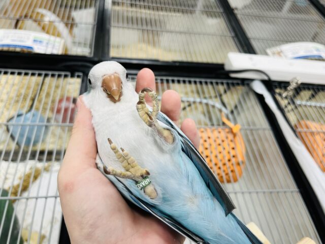 オキナインコ