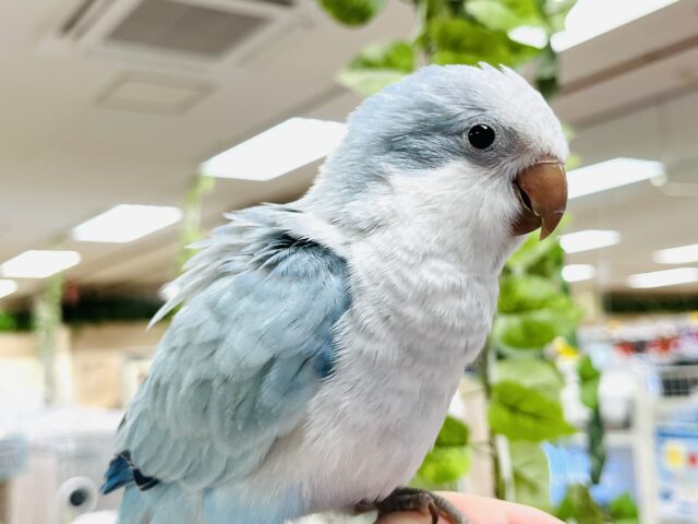 オキナインコ