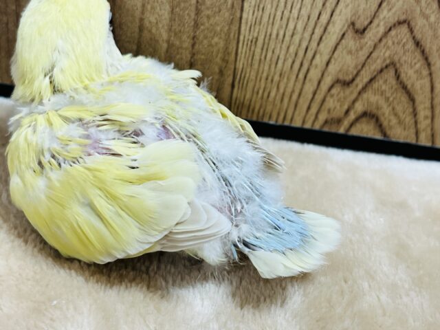 コザクラインコ（小桜インコ）