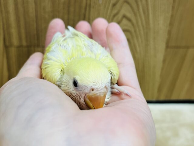 コザクラインコ（小桜インコ）