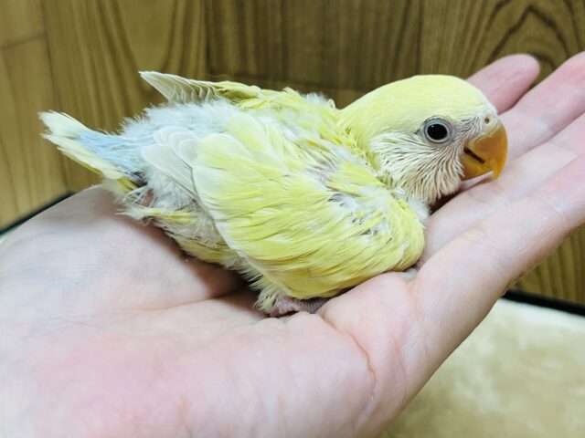 コザクラインコ（小桜インコ）